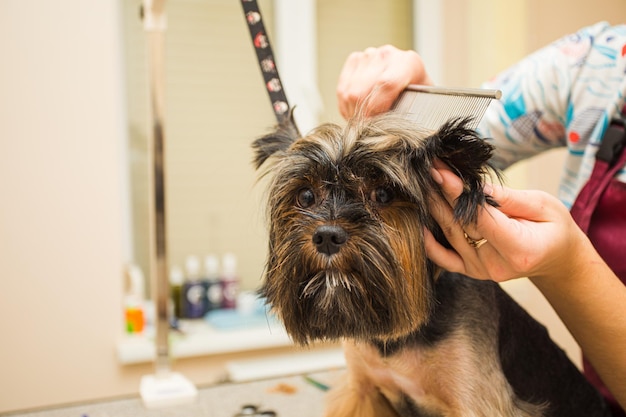 Portret zabawnego Yorkshire Terriera w salonie groomerskim Groomer czesze psa grzebieniem