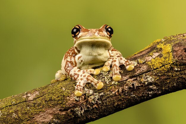 Zdjęcie portret żaby siedzącej na gałęzi