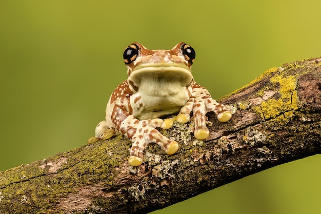 Portret żaby siedzącej na gałęzi
