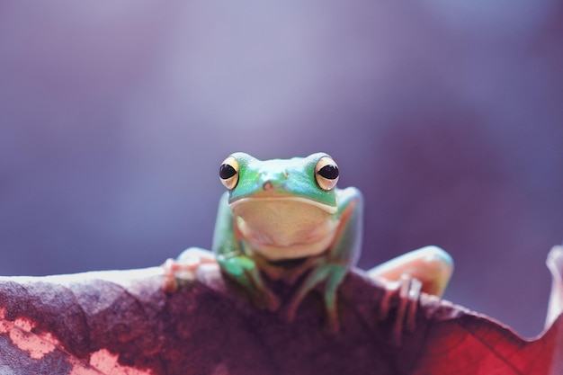 Portret żaby z bliska