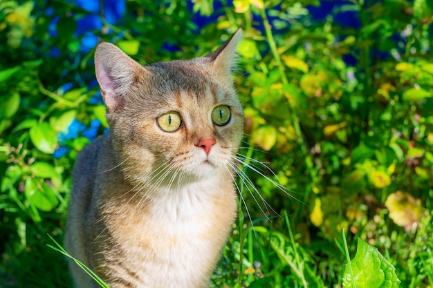 Portret zaskoczonego czerwonego kota pośród wysokiej trawy Złota brytyjska szynczyla