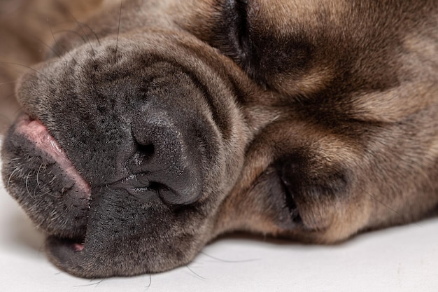 Portret zbliżenie Cane Corso na białym tle Zdjęcie zbliżenie pyska psa cane corso cane corso color formentino