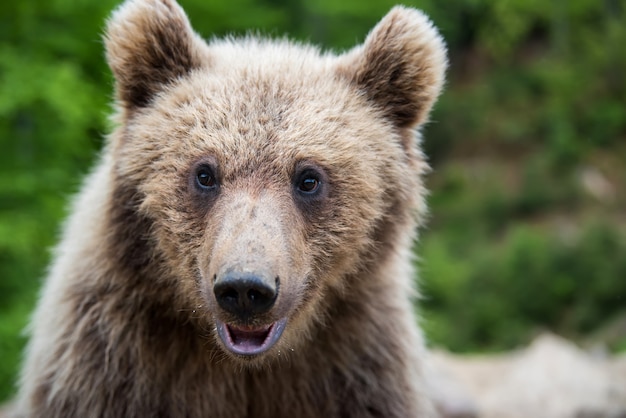 Portret zbliżenie niedźwiedź brunatny (Ursus arctos) w wiosennym lesie