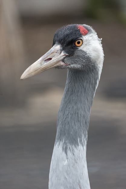 Portret Zbliżenie Szary żuraw