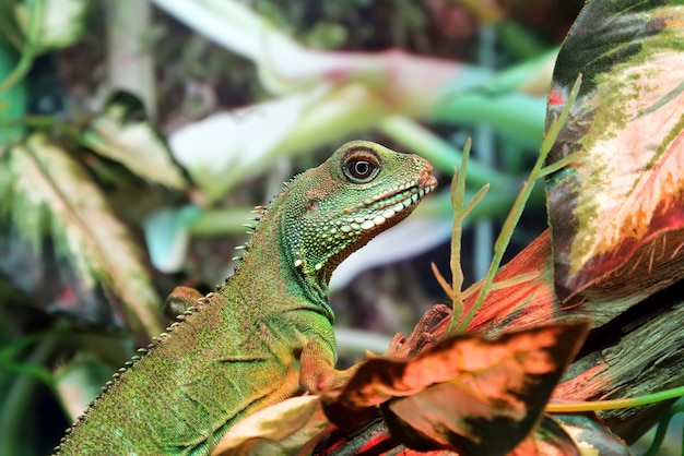 Portret zbliżenie zielony iguana