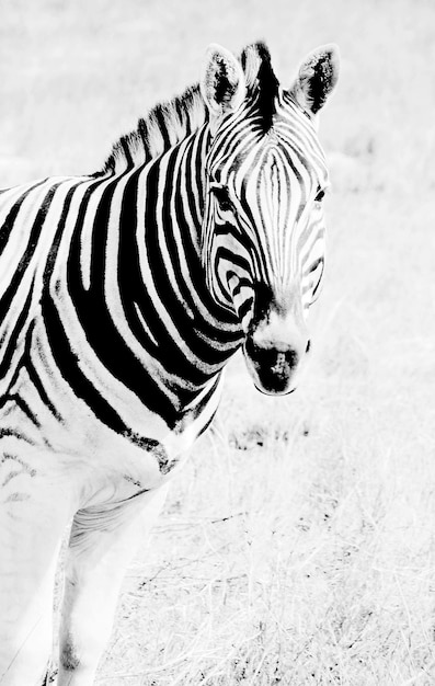 Portret zebry monochromatyczne