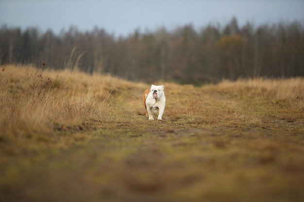 Portret żeński Buldog Angielski Spaceru Na Polu Jesienią