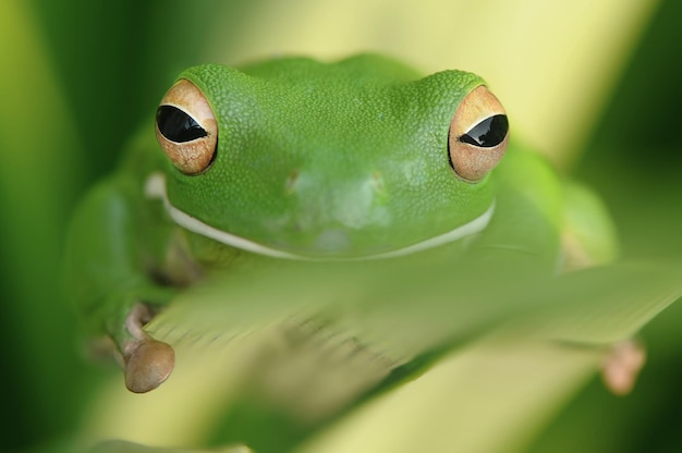 Portret zielonej żaby na roślinie