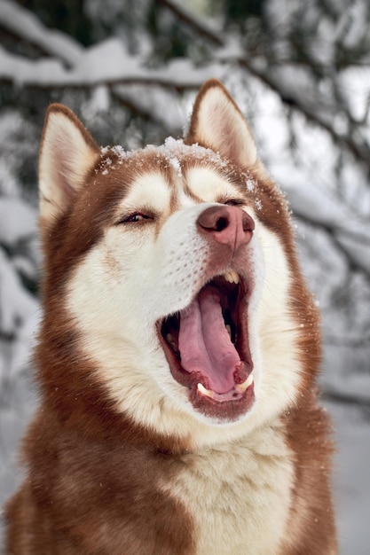 Portret ziewającego psa husky syberyjskiego Zbliżenie czerwonego psa husky