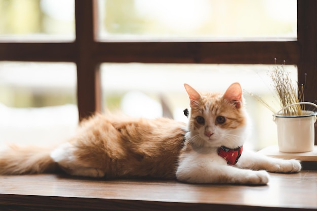 Portret zwierzę ładny brązowy kot na stole kawiarnia piękne białe futro kotek ssak zwierzę tło koncepcja urocza puszysta twarz i ładne oko pręgowany