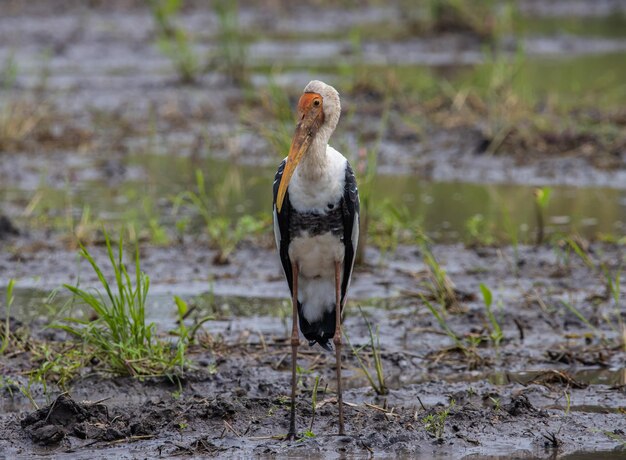 Zdjęcie portret zwierzęcia stork na ziemi