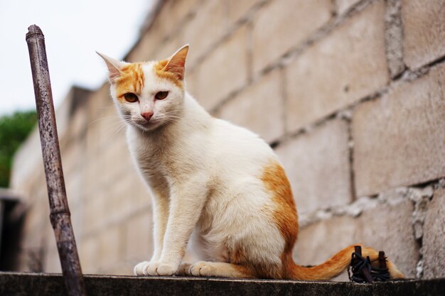 Portreta śliczny kot patrzeje i siedzi na ściana z cegieł