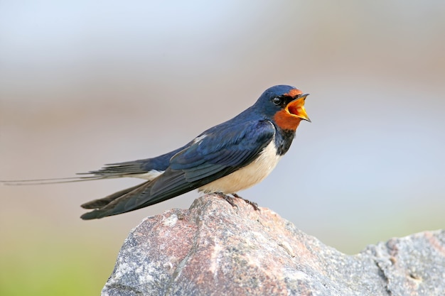 Portrety jaskółka stodoła (Hirundo rustica) siedzi na kamieniu.