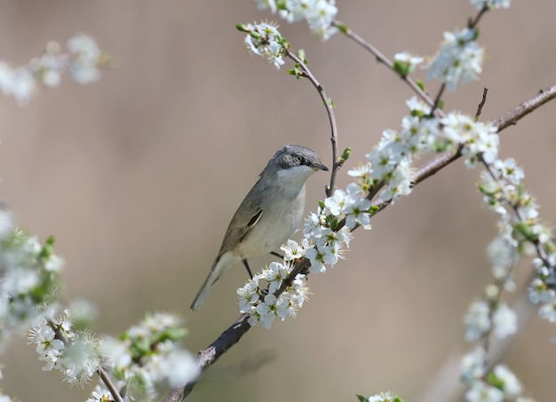 Portrety Z Bliska Białogródka (curruca Curruca) W Naturalnym środowisku