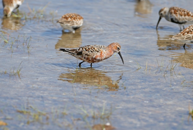 Portrety z bliska kulika brodzika (Calidris ferruginea). Ptaki żerują w płytkiej wodzie w pięknej, błękitnej wodzie.