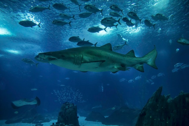 Portugalia Lizbona Lizbona Oceanarium Oceanario de Lisboa piaskowy rekin