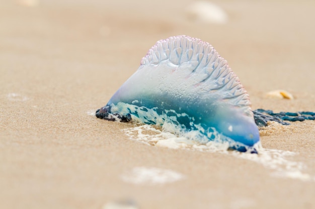 Portugalski Meduzy Man O War Na Plaży Na Wyspie South Padre W Teksasie.