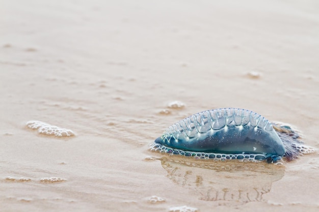 Portugalski meduzy Man O War na plaży South padre, TX.