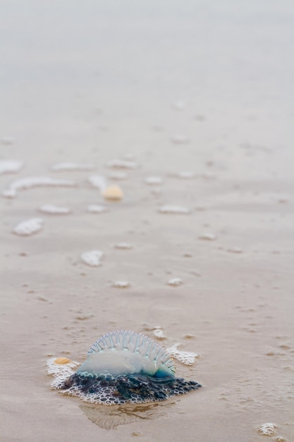 Portugalski meduzy Man O War na plaży South padre, TX.