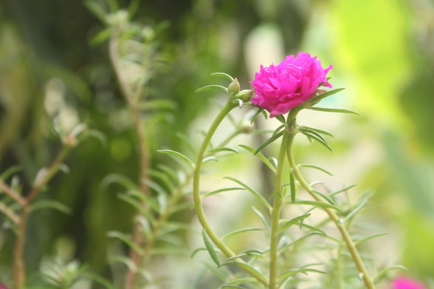 Portulaca Grandiflora Moss Rose przeznaczone do walki radioelektronicznej Flower Garden stock photo Blooming Rose Piękna przyroda