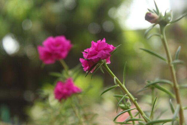 Portulaca Grandiflora Moss Rose przeznaczone do walki radioelektronicznej Flower Garden stock photo Blooming Rose Piękna przyroda