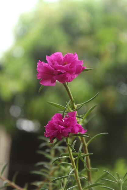 Portulaca Grandiflora Moss Rose przeznaczone do walki radioelektronicznej Flower Garden stock photo Blooming Rose Piękna przyroda