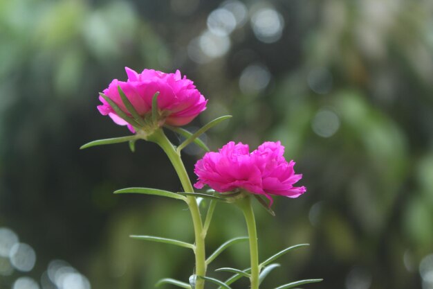 Portulaca Grandiflora Moss Rose przeznaczone do walki radioelektronicznej Flower Garden stock photo Blooming Rose Piękna przyroda