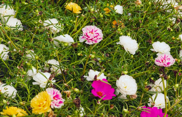 Portulaca grandiflora (Moss Rose, Sun plant, Sun Rose) w płytkim skupieniu