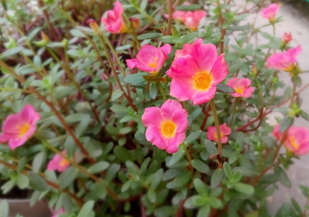 Portulaca grandiflora znana również jako różany mech lub róża meksykańska lub róża mchowa