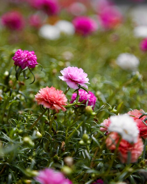 Portulaca Kwiat W Ogródzie.