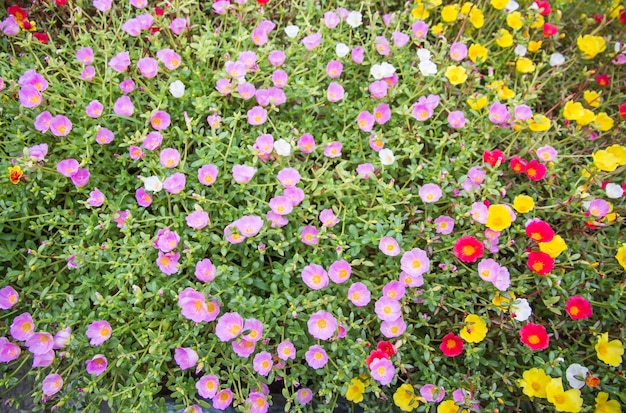 Portulaca kwiat z różowymi czerwonymi purpurami i żółtym kwitnieniem w ogródzie gdy ranku słońce