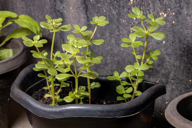 Portulaka pospolita z gatunku Portulaca oleracea