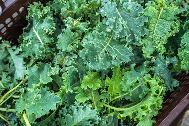 Posadzone świeże, surowe, prawie dojrzałe, zielone kędzierzawe rośliny kapusty znanej jako Starbor Kale Leaf Kapusta w koszu w ogrodzie warzywnym przydatna dla zdrowia i bogata w przeciwutleniacze