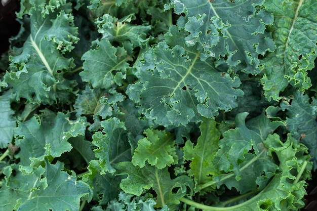 Posadzone świeże, surowe, prawie dojrzałe, zielone kędzierzawe rośliny kapusty znanej jako Starbor Kale Leaf Kapusta w koszu w ogrodzie warzywnym przydatna dla zdrowia i bogata w przeciwutleniacze