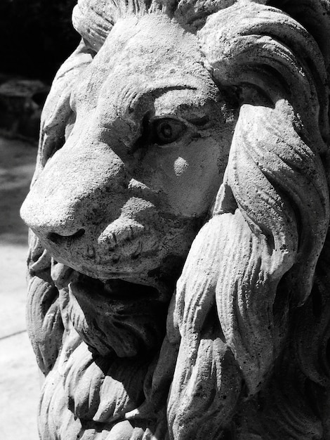 Zdjęcie posąg lwa z bliska