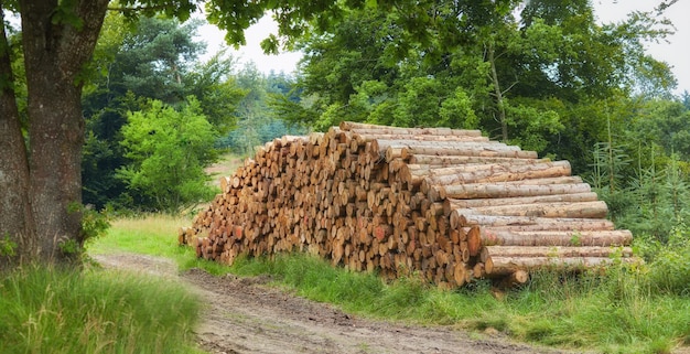 Zdjęcie posiekane kłody drzew ułożone w stosy w lesie zbieranie dużych suchych pniaków i łupanego drewna liściastego na drewno opałowe i przemysł drzewny rustykalny krajobraz z wylesianiem i wyrębem lasów