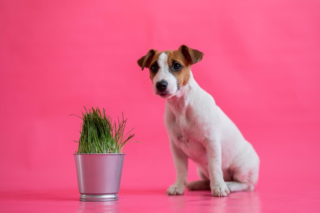 Posłuszny jack russell terrier leżący obok stalowego garnka ze świeżą trawą Śliczny mały biały szczeniak z czerwonymi plamami z rośliną doniczkową na różowym tle