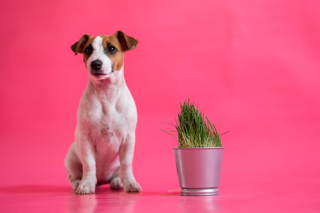 Posłuszny jack russell terrier siedzi obok stalowego garnka ze świeżą trawą Śliczny mały biały szczeniak z czerwonymi plamami wącha roślinę doniczkową na różowym tle