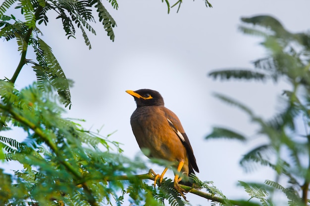 Pospolita Myna Acridotheres tristis lub indyjska myna również orkiszowa mynah spoczywająca na drzewie