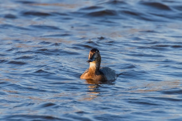 Pospolita samica Pochard pływająca w jeziorze Aythya ferina