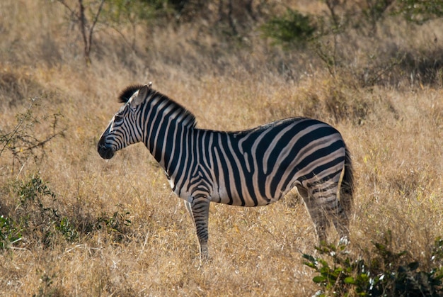 Pospolita zebra Południowa Afryka