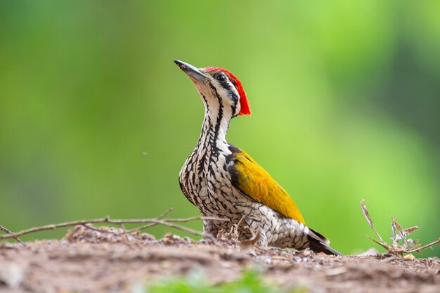 Pospolity goldenback w Kaeng Krachan National Park