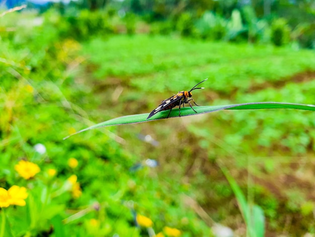 Pospolity mały motyl na craspedii w świetle słonecznym na liściu trawy z rozmytym zdjęciem swobodnym