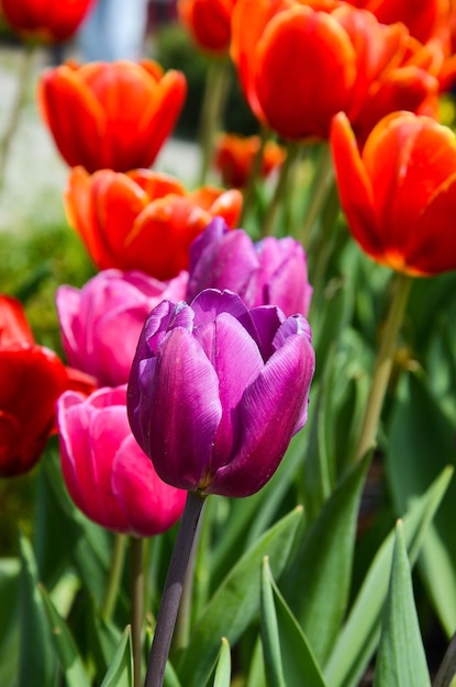 Pospolity Tulipa Liliaceae Tulipanowiec