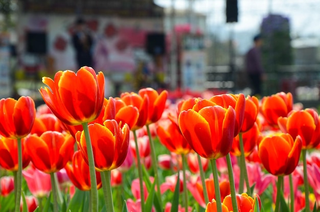 Pospolity Tulipa Liliaceae Tulipanowiec