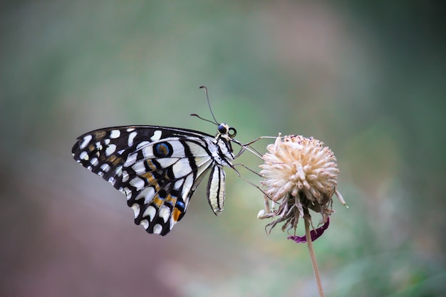 Pospolity wapno motyl