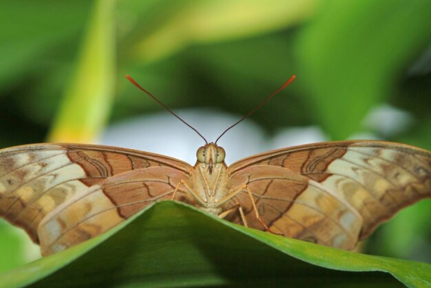 Posrebrzany Fritillary Argynnis paphia Queensland Australia