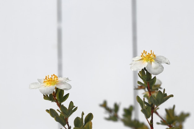 Potentilla fruticosa Abbotswood