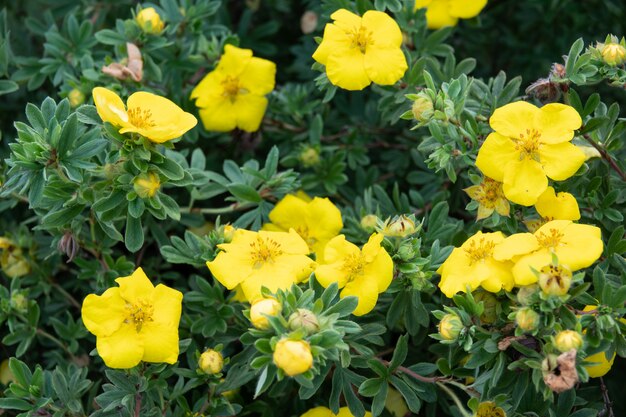 Potentilla Fruticosa Goldstar Shrubby Pięciornik W Anglii