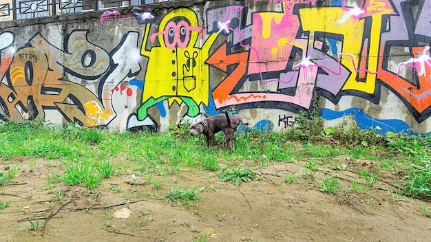 Poważny rasowy American Staffordshire Terrier sika na ścianę z graffiti